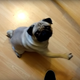 Illustration for article titled YouTuber Who Trained a Pug to Do Nazi Salute Has Been Finedem/em